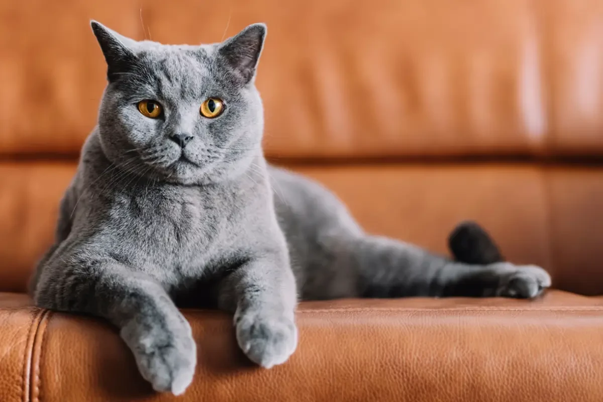 Brytyjska krótkowłosa - wszystko, co warto wiedzieć