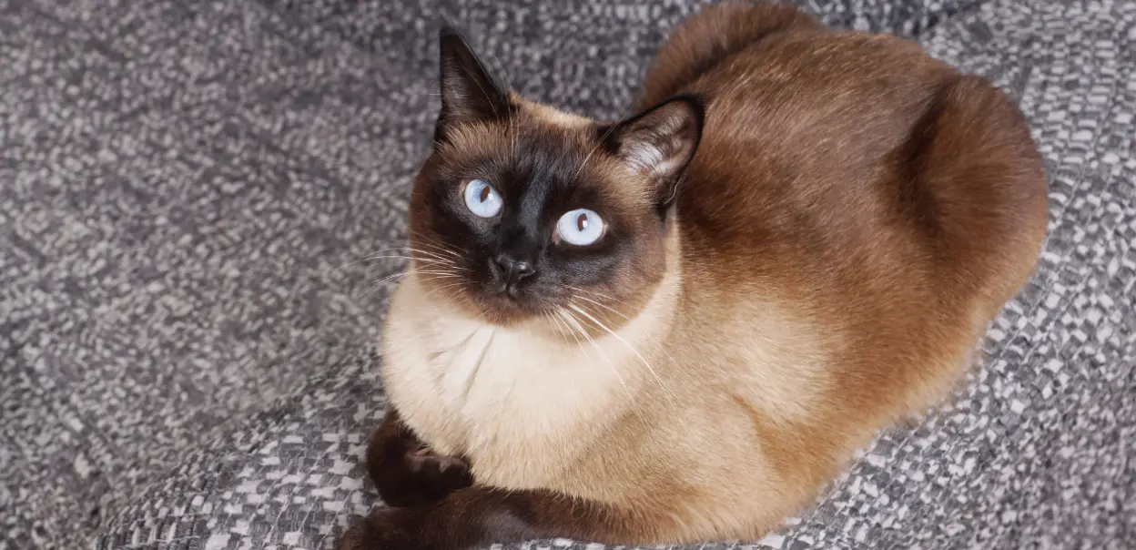 Kot syjamski: wszystko, co musisz wiedzieć